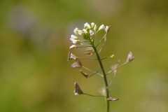 CSC_0473