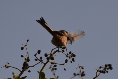 CSC_0482