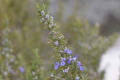 CSC_0549