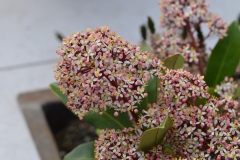 CSC_0557
