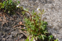CSC_0570