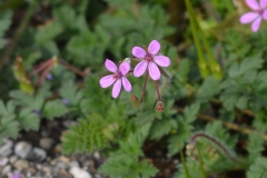 CSC_0572