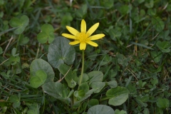CSC_0590